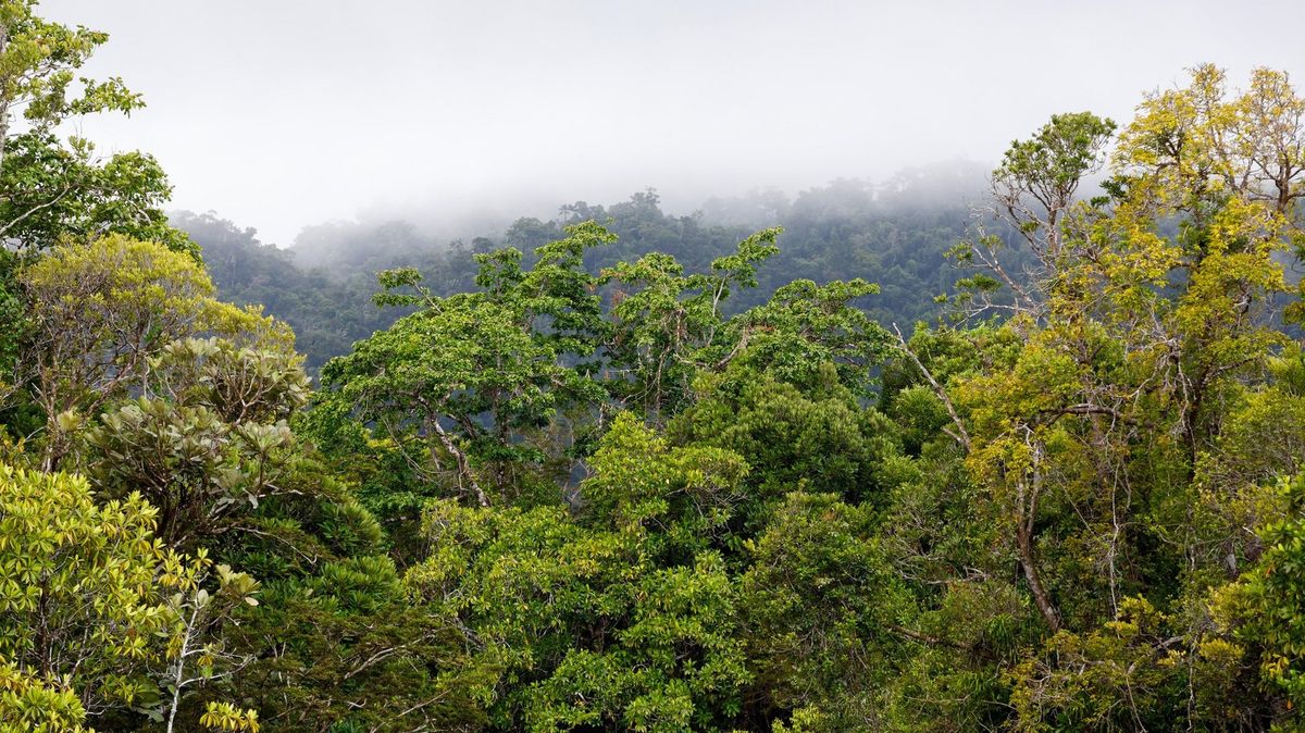 Loni zmizely deštné pralesy o velikosti Švýcarska